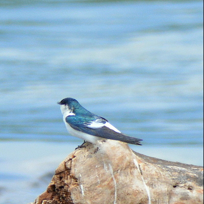 White-Winged Swallow